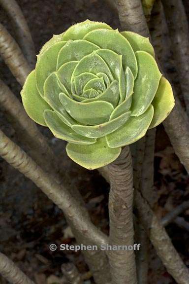 aeonium balsamiferum 4 graphic